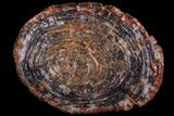 Arizona Petrified Wood Table With Wood Base #94518-1
